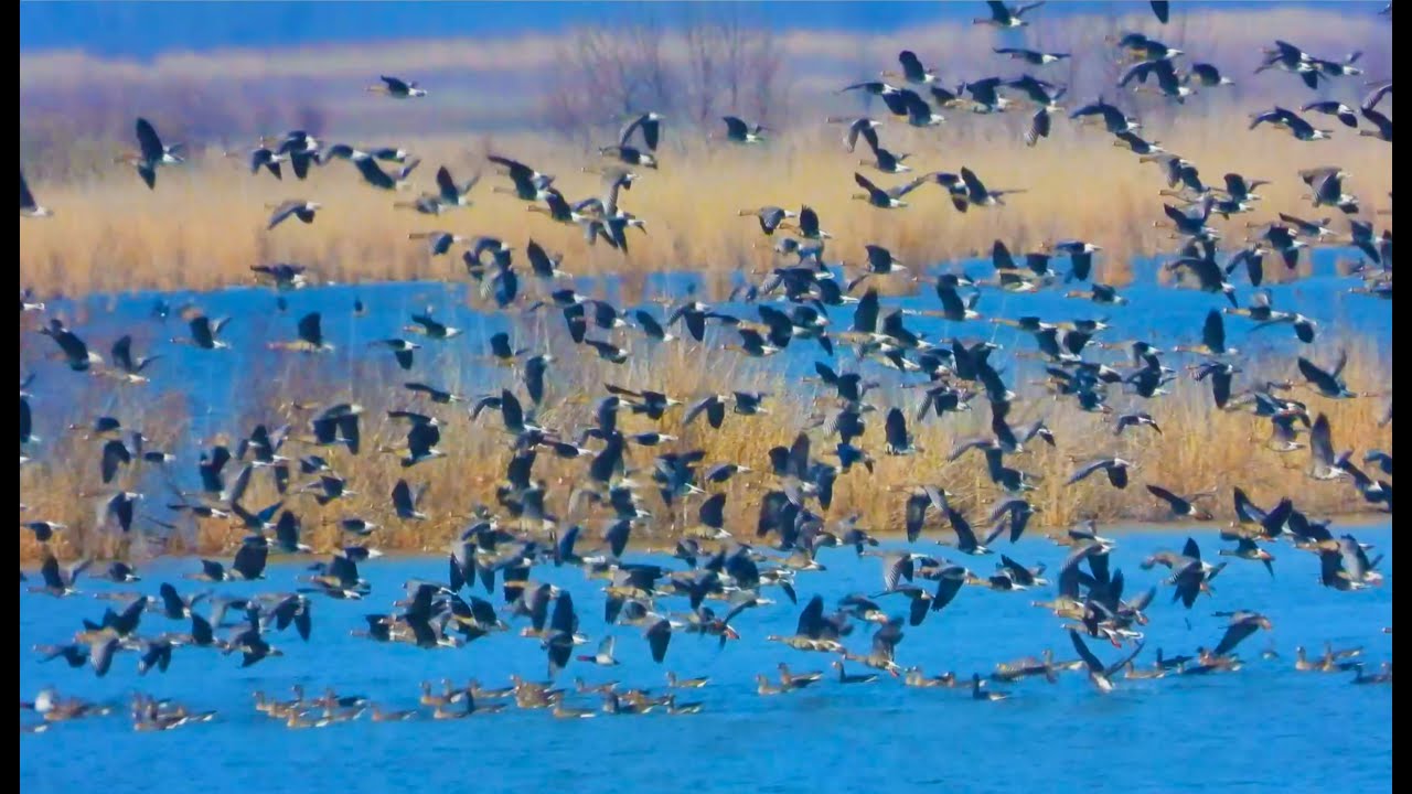 2022 03 19 Nagy lilik csapat /Anser albifrons /Greater White-fronted Goose