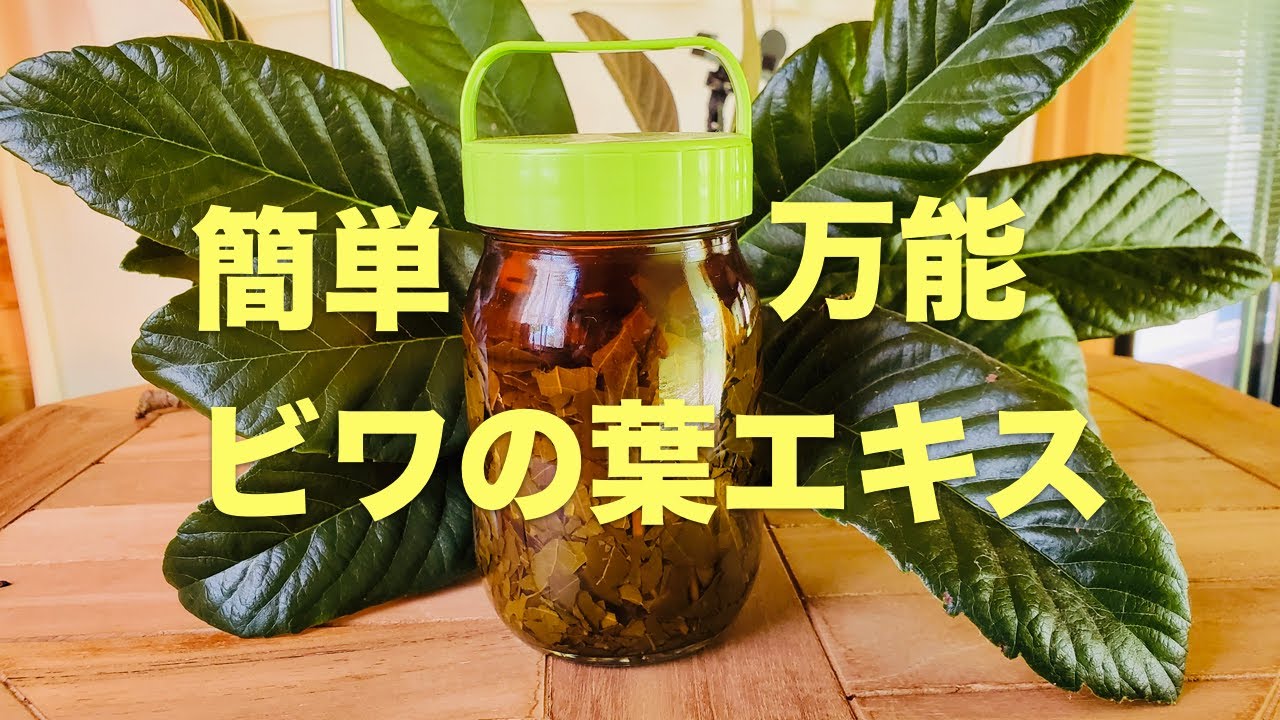 【美肌＆若返り】万能薬！ビワの葉エキスの作り方