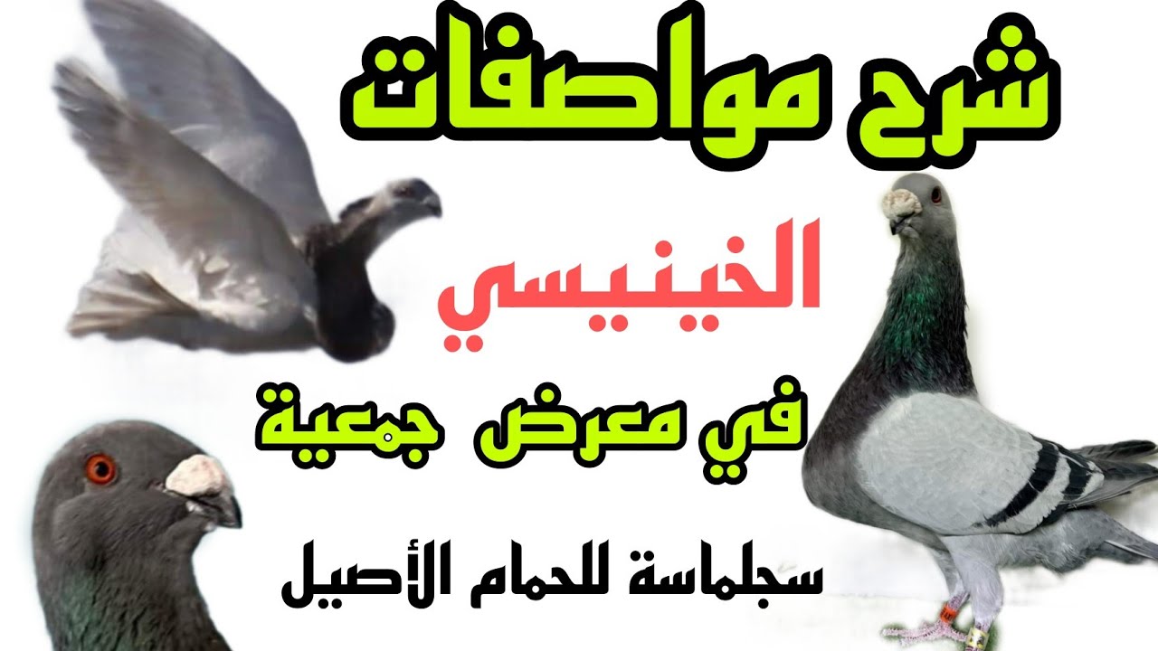 شرح مواصفات حمام الخينيسي في معرض الحمام وحفل توزيع شواهد الحمام الزاجل  لجمعية سجلماسة