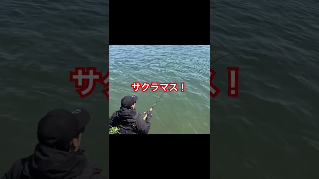 #サクラマス