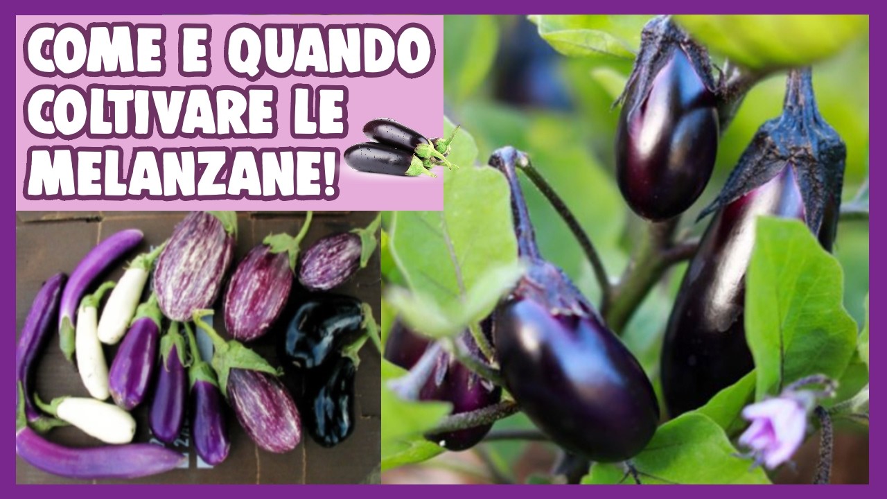 COME e QUANDO PIANTARE le MELANZANE🍆 : metodo SEMPLICE e VELOCE