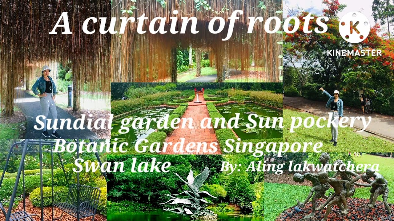 A curtain of roots, Swan lake and Sundial garden -Botanic gardens singapore / @Alinglakwatchera