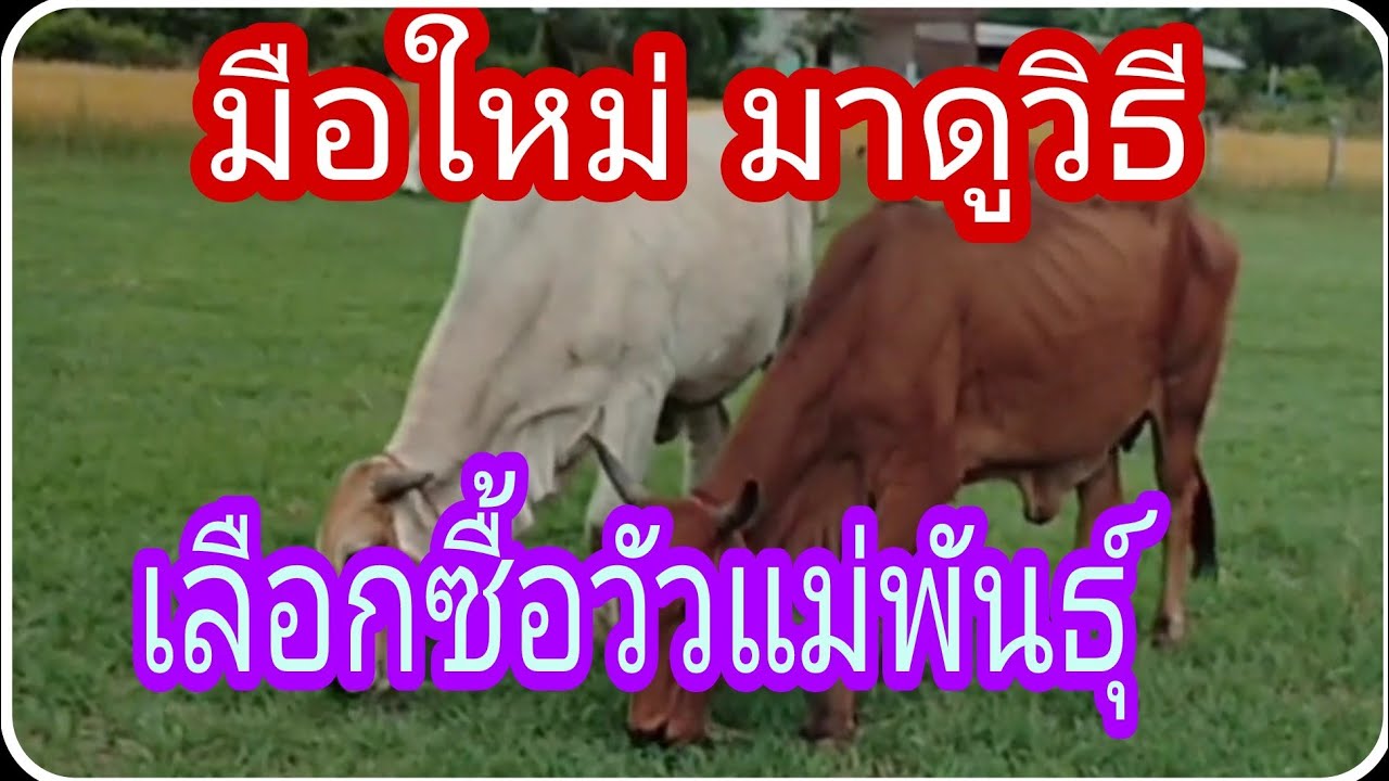 มือใหม่ มาดูวิธีเลือกซื้อวัวแม่พันธุ์