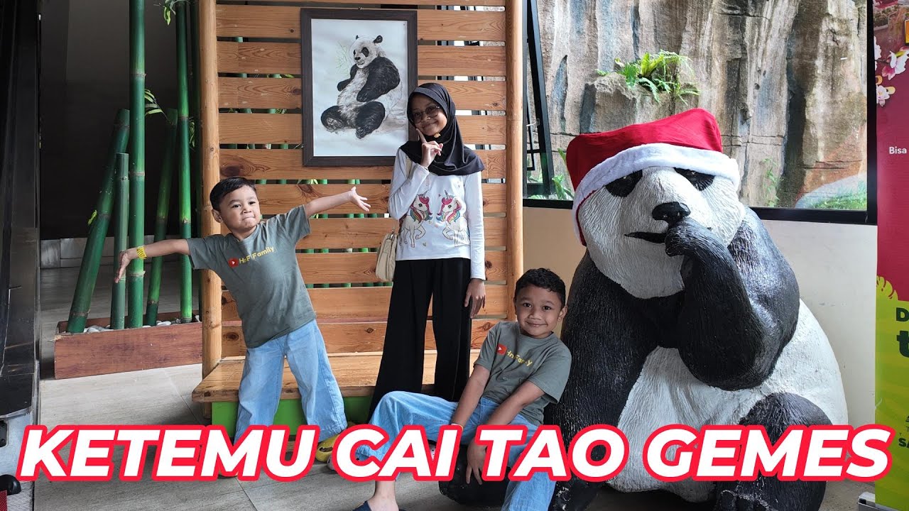 BELAJAR MENGENAL PANDA DI TAMAN SAFARI BOGOR JAWA BARAT