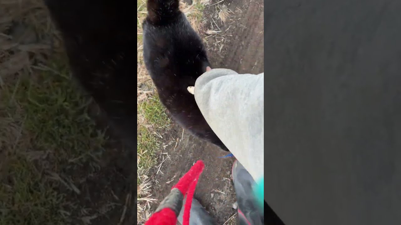 シニア秋田犬とハチワレ猫朝散歩LIVE