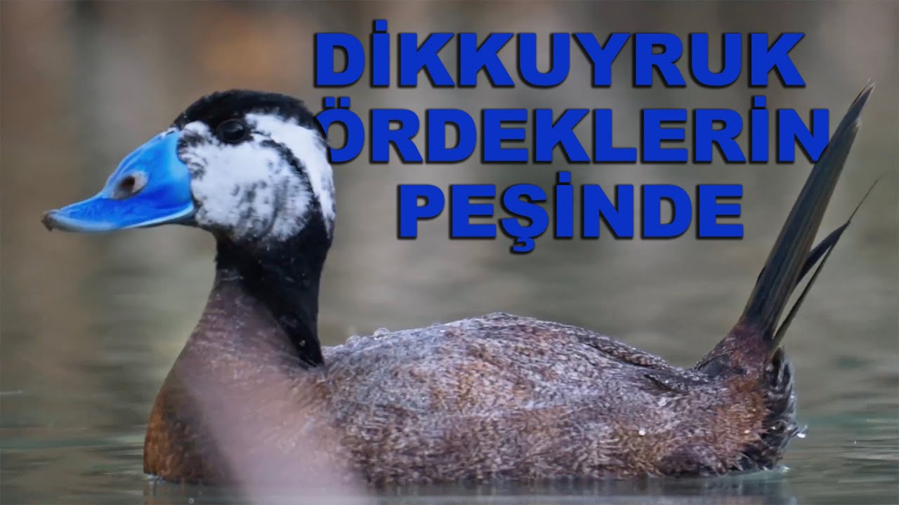 Dikkuyruk Ördeklerin Peşinde | Anadolu Kadim Doğa