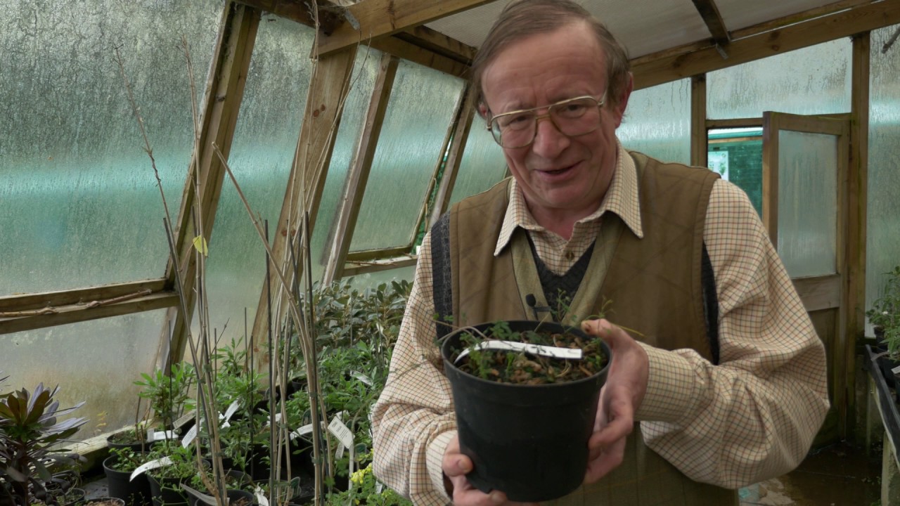 Training Plants - Burncoose Nurseries