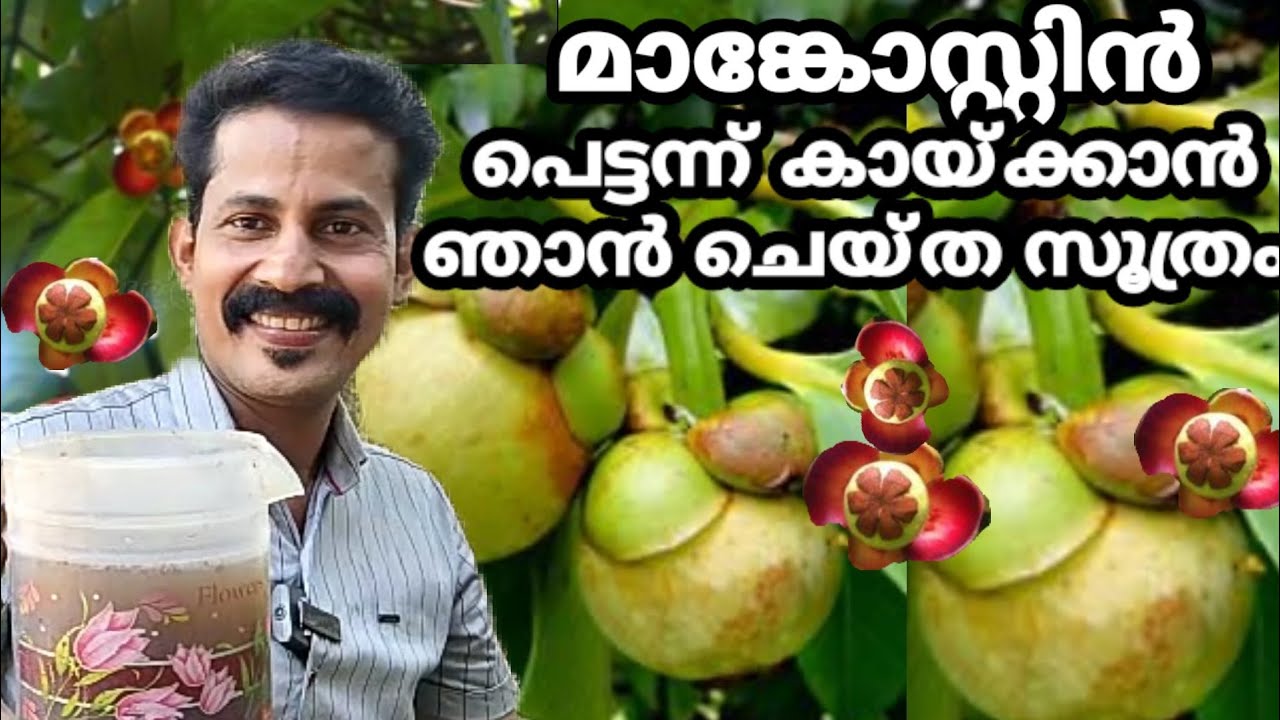 മാങ്കോസ്റ്റിൻ പെട്ടന്ന് കായ്ക്കാൻ ഞാൻ ചെയ്ത കാര്യം mangosteen fast flowering tip BtechmixMEDIA