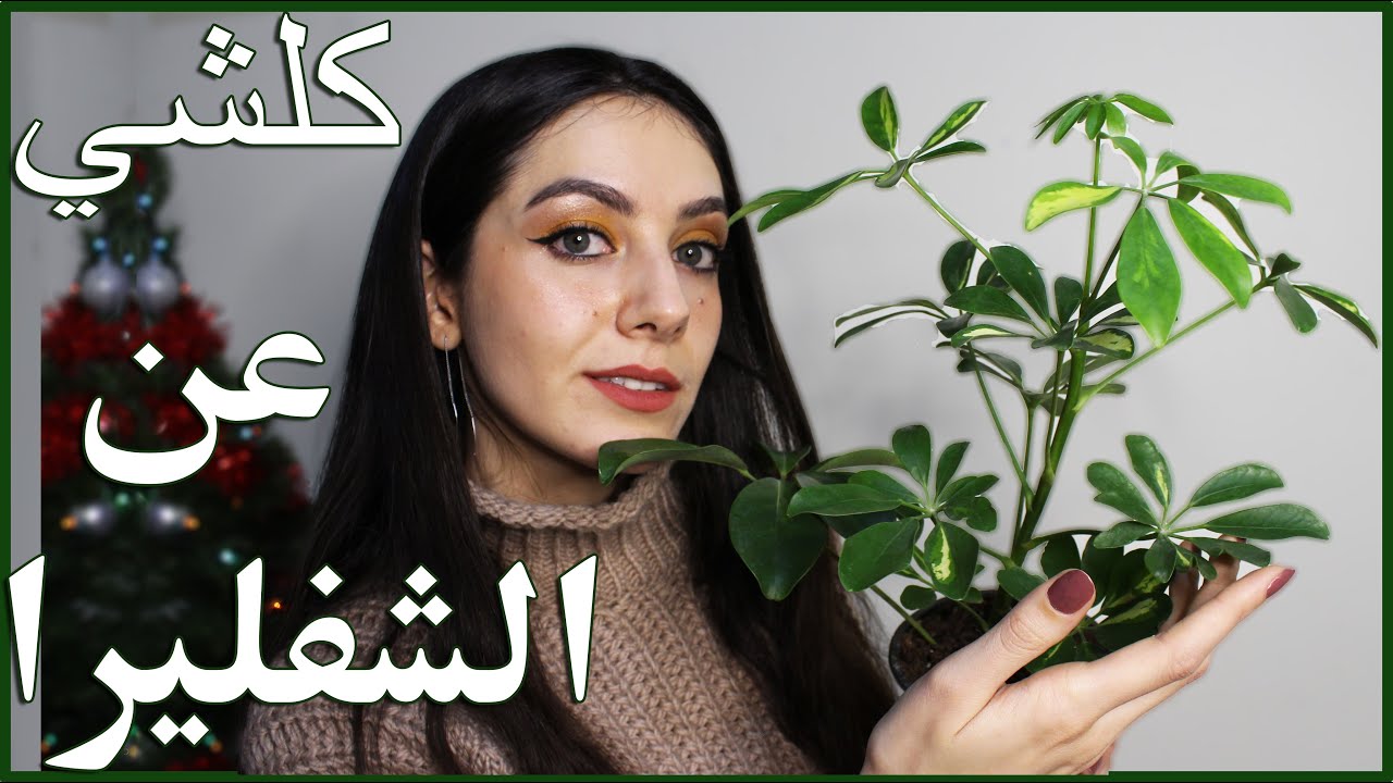 ملاحظة مهمة عن نبتة الشفليرا: كلشي عن العناية بالشفليرا الري المناسب ,التسميد ,التقليم ,والتشذيب