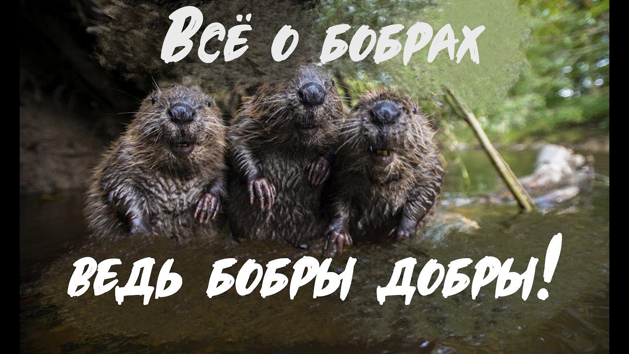 Воронежский заповедник, а так же БОБРОНАРИУМ