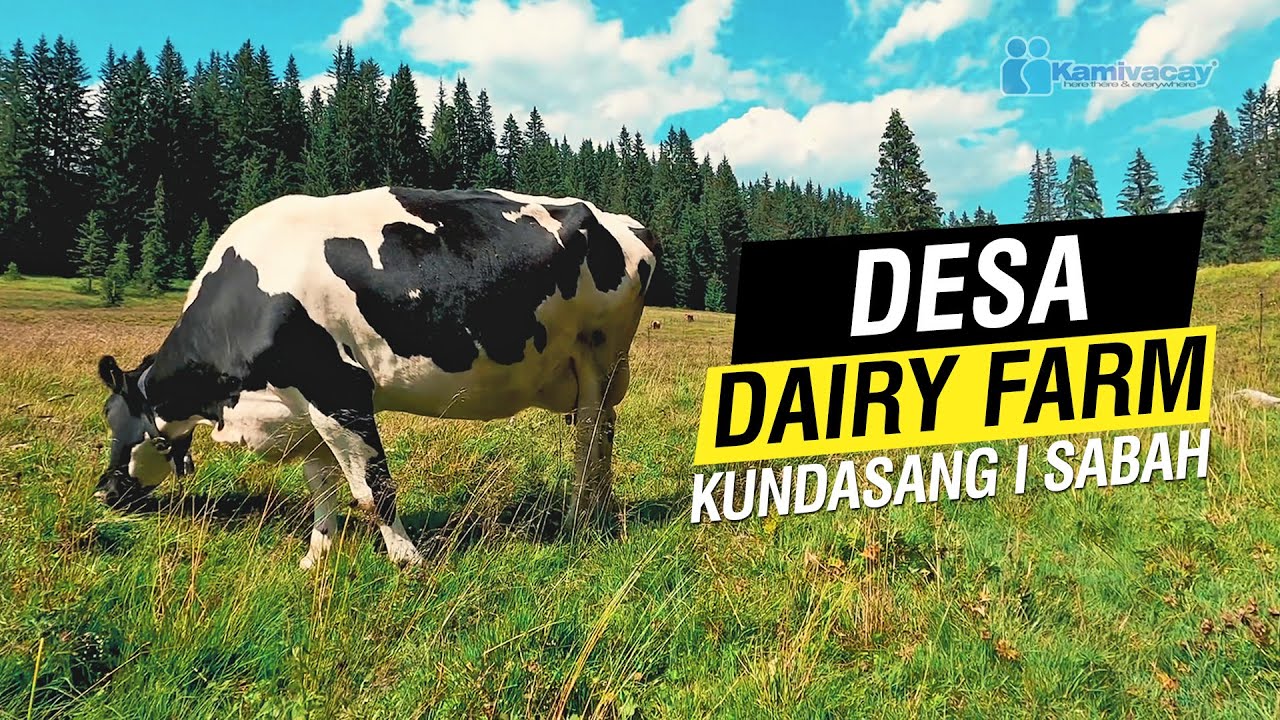 DESA DAIRY FARM | KUNDASANG 🇲🇾 [4K]