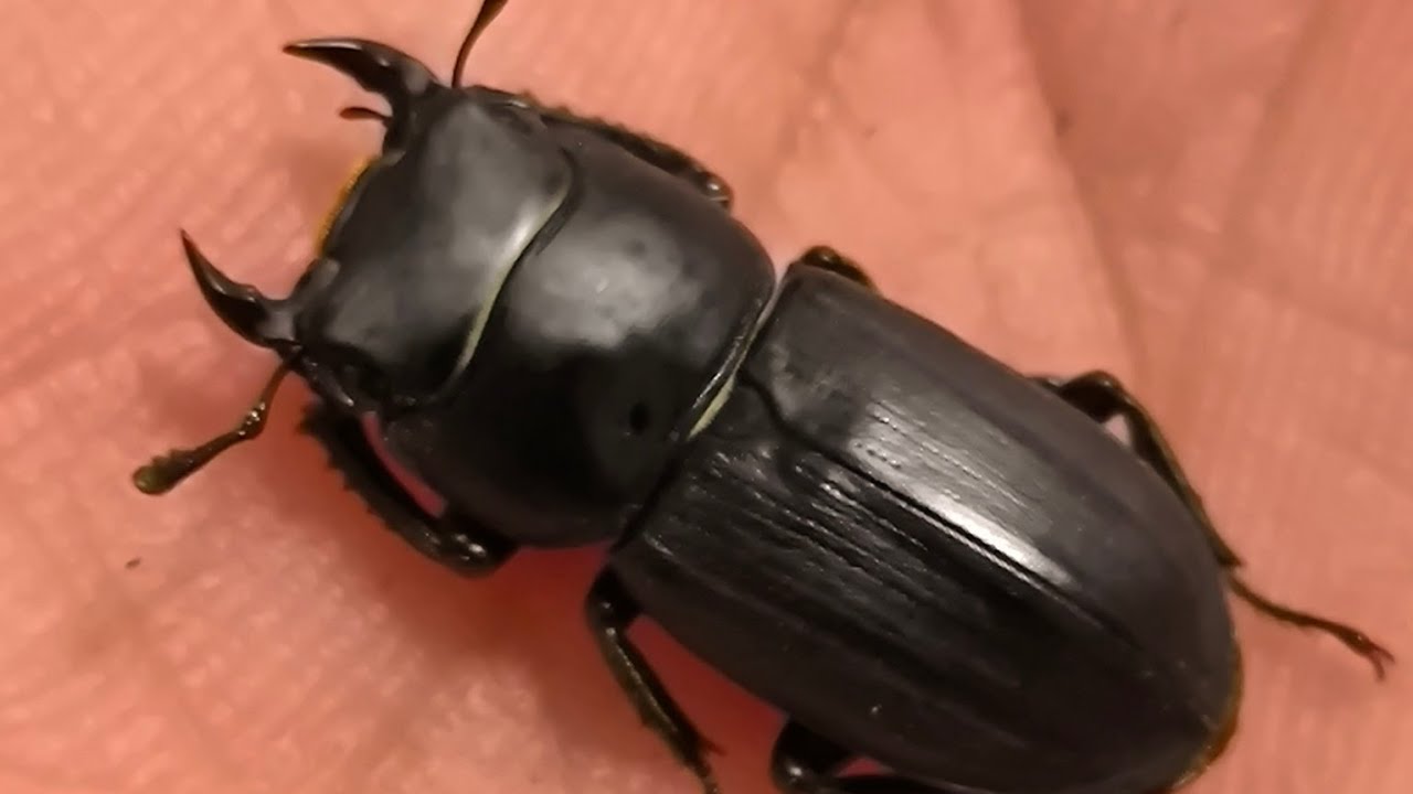 クワガタ羽化続き！！