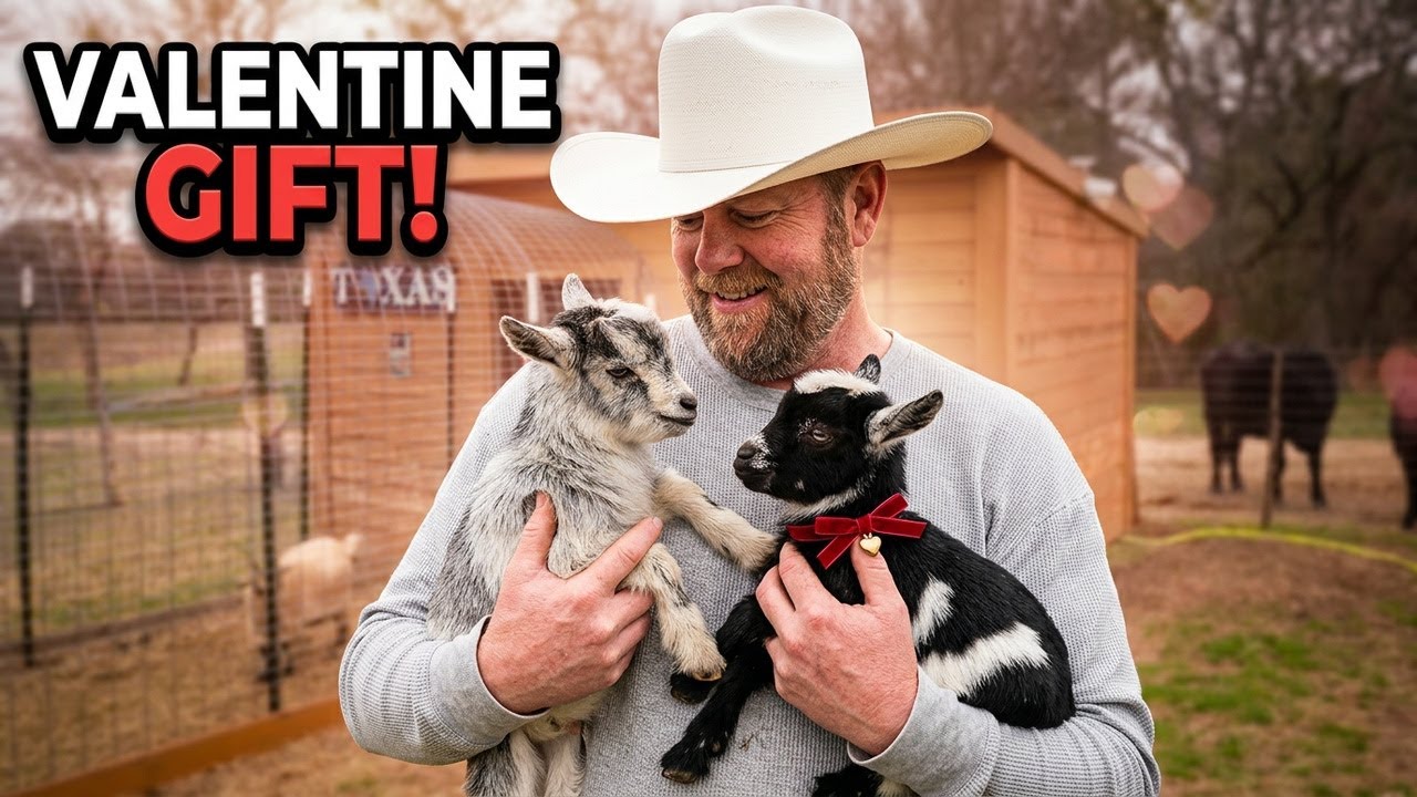 A VALENTINES DAY SURPRISE! ❤️😍💖@WILDVALLEYRANCHLIFE #cuteanimals  #homestead #babygoats