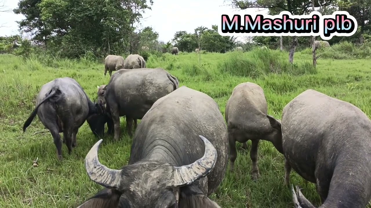 SIBULE SAMA KELOMPOKNYA SIBUK MAKAN SORE.