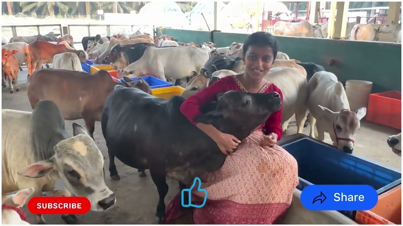 Shortest Nadipathy cows😍#shorts #viral #yt #miniature #reels #tiktok #cute #cow #trend #srikrishna