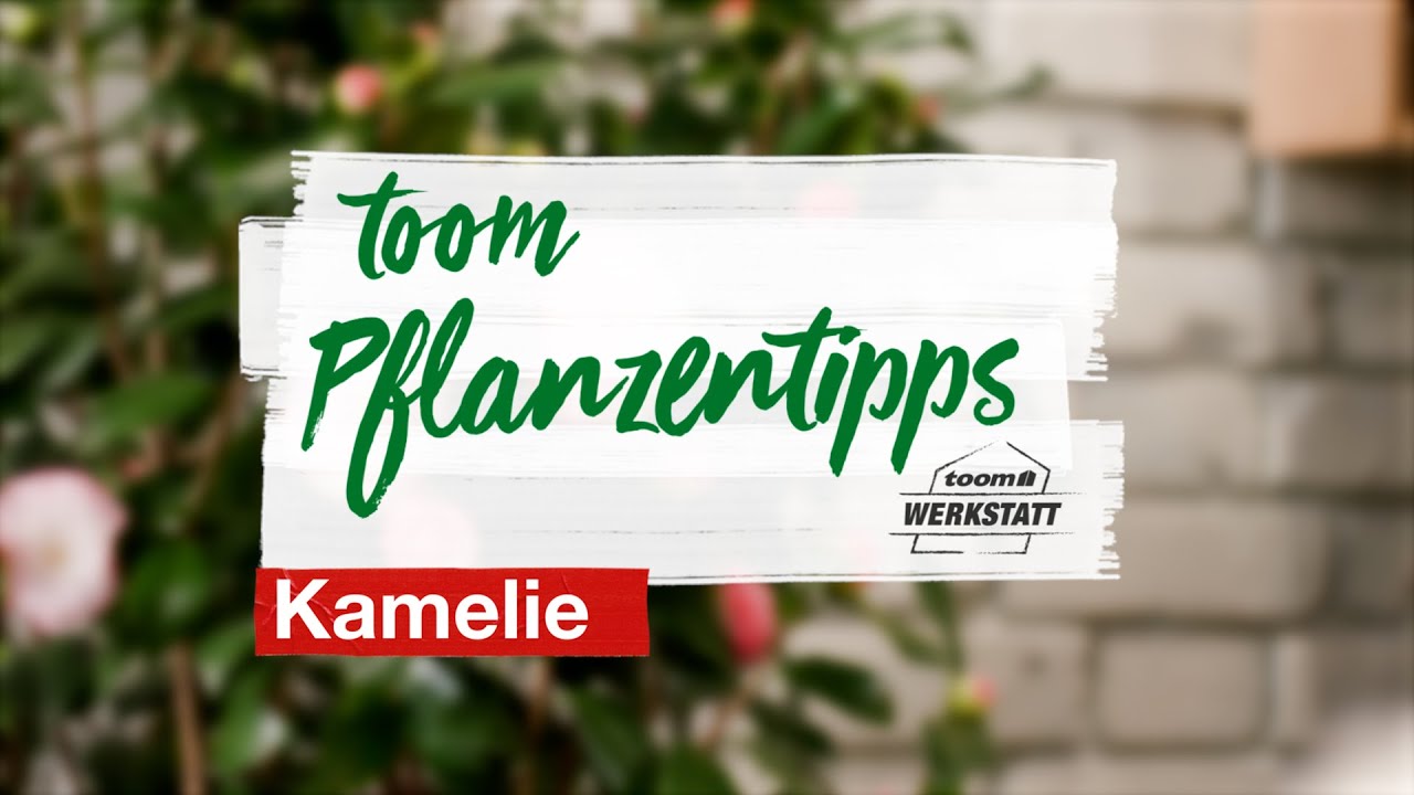 toom Pflanzentipps: Kamelien | toom Baumarkt
