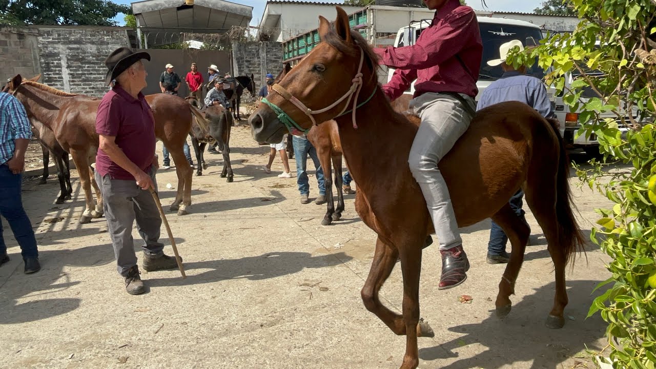 Miren los caballos que llegaron a la plaza del ganado en San Rafael Cedros Cuscatlán 🇸🇻