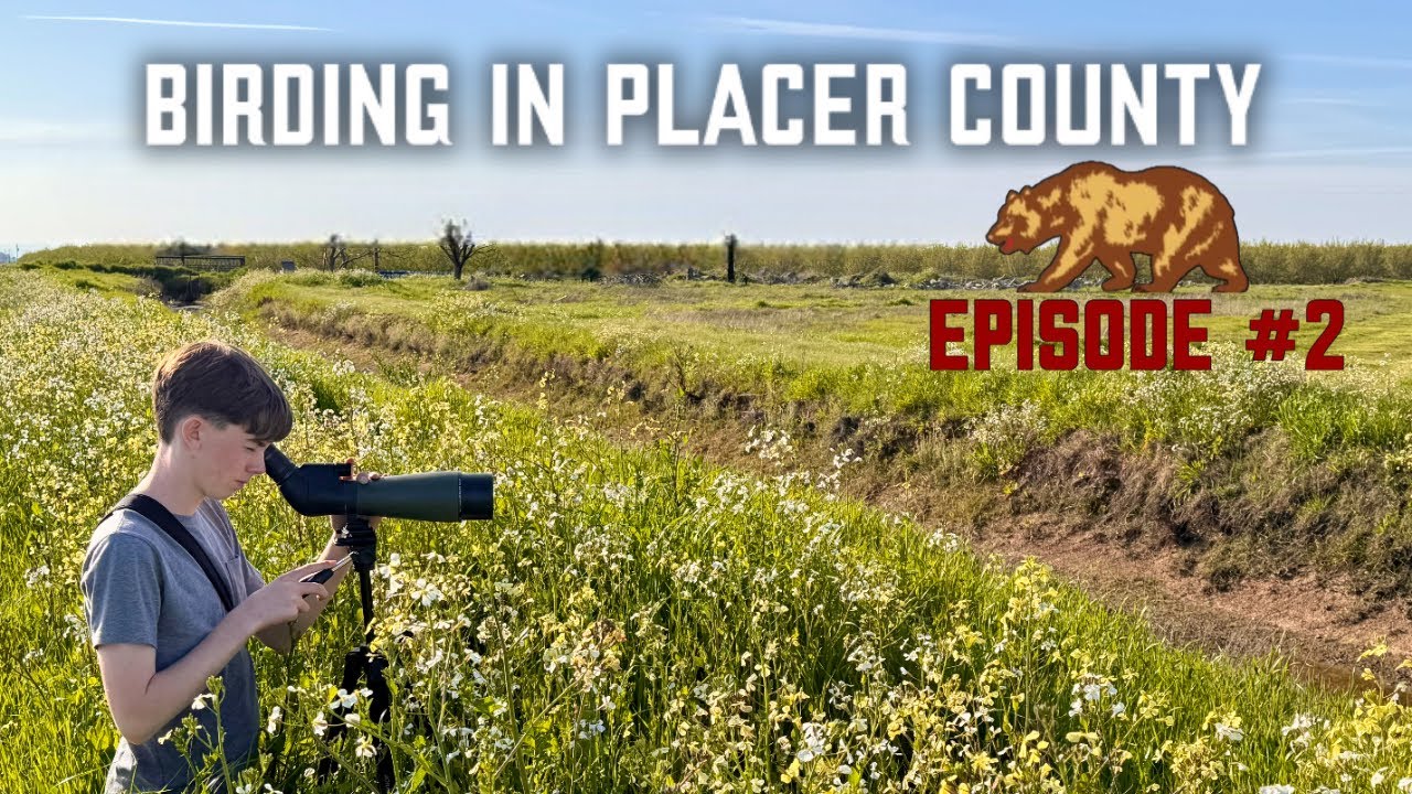 Birding in Placer County