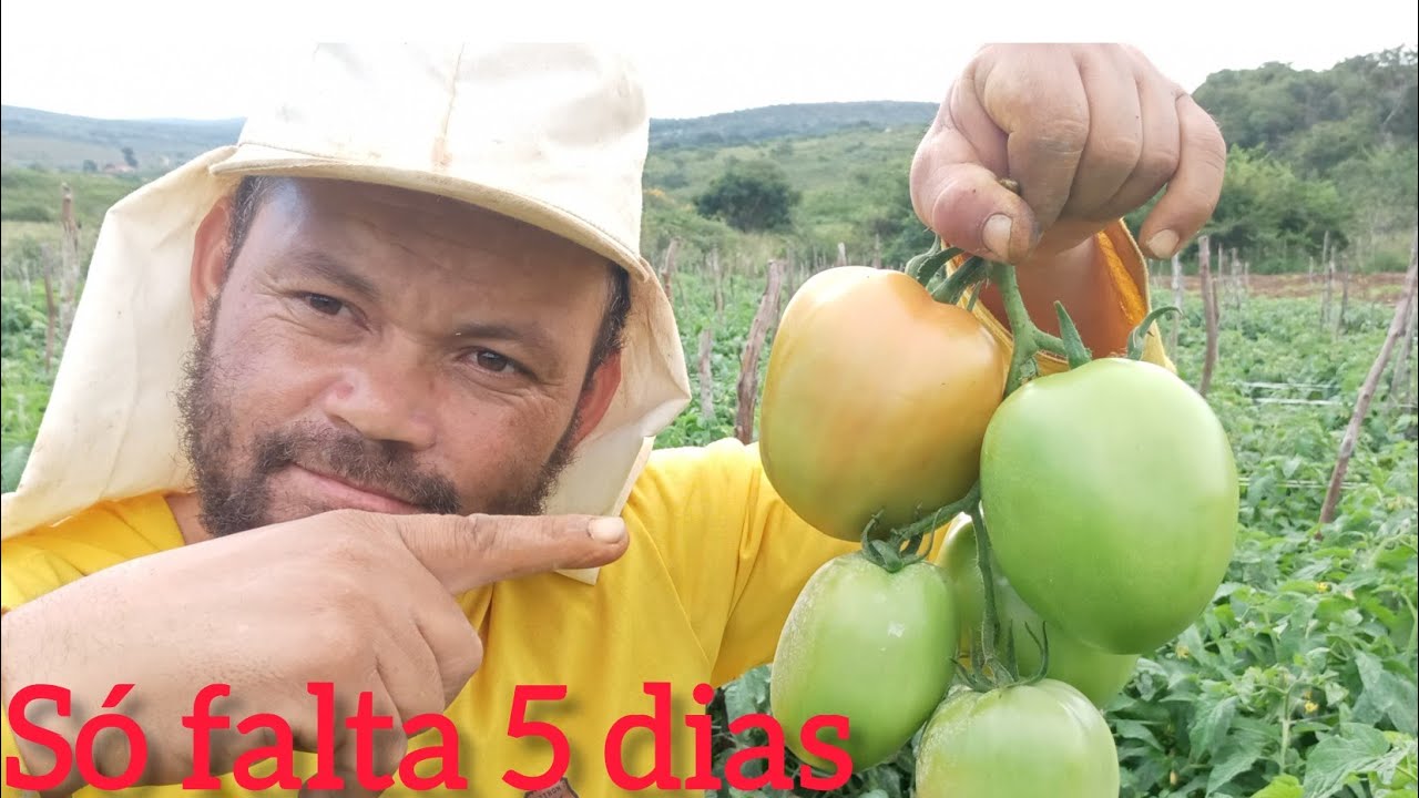 tomate  com bom   crescimento de fruta.