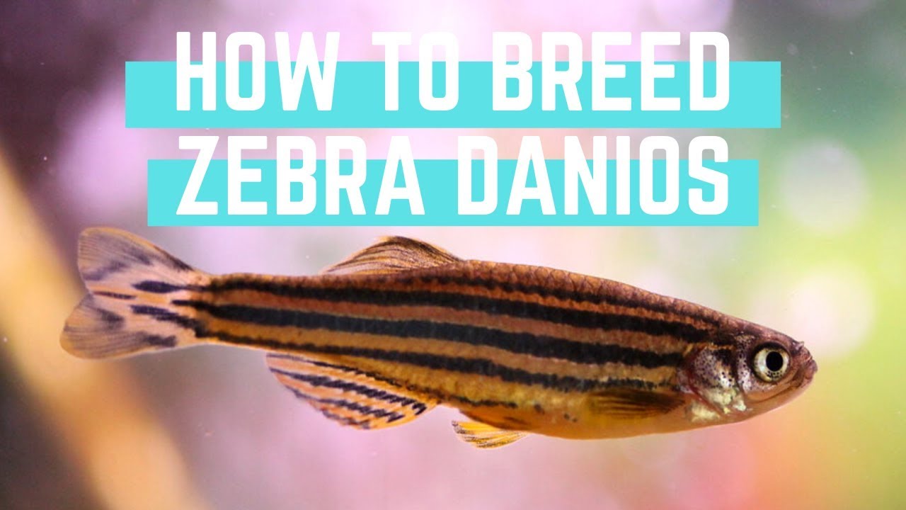 Jak łatwo rozmnażać danio pręgowanego