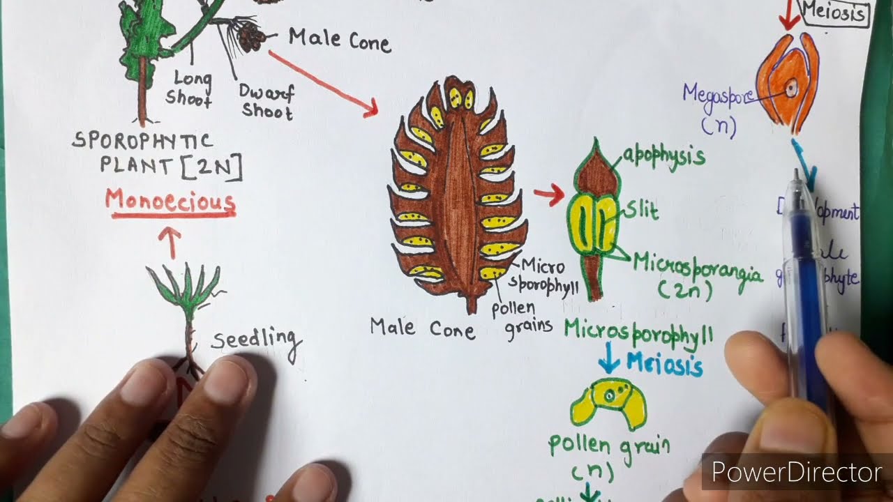 Life cycle of gymnosperms (in hindi) | example - Pinus| For XII, B.Sc. and M.Sc. |ALL ABOUT BIOLOGY