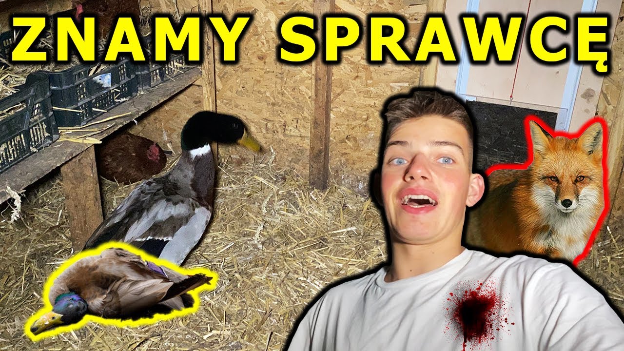 WIEMY JUŻ KTO ZABIŁ KACZKĘ !!!😰 - 
Vlog 124