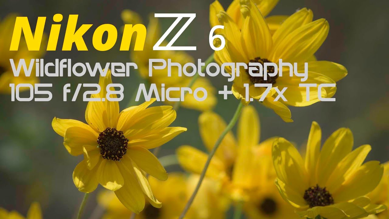 Nikon Z6 Wildflower Macro-Photography with 105 f/2.8 & TC