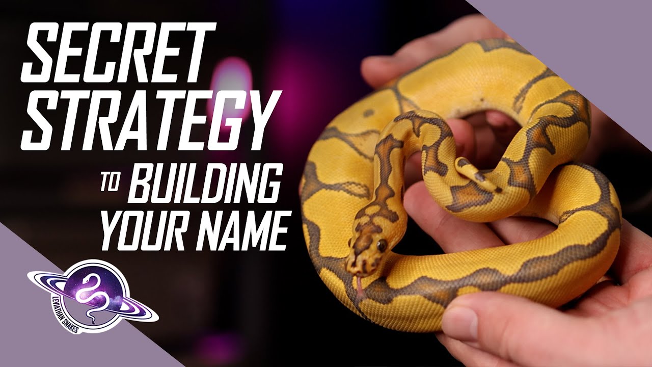 7 SECRETS to Building a Name in the Reptile Hobby | #ballpython #snake #reptiles #ballpythons