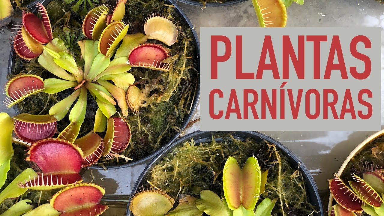 Como cuidar de PLANTAS CARNÍVORAS: adubação, REGA e mais
