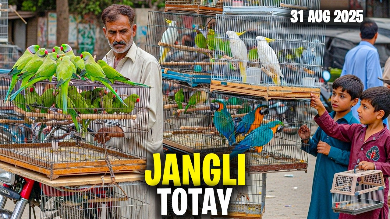 JANGLI TOTAY 🦜 ILLEGAL PET in KARACHI! Exotic Animals For Sale in Cheap Price - Sunday Pets Market
