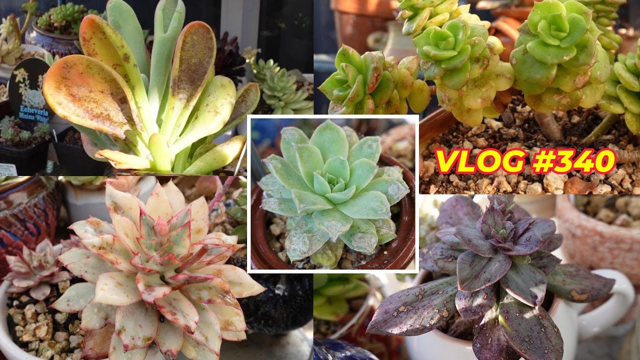SUCCULENT DISEASES TREATMENT | VLOG #340 - Growing Succulents with LizK