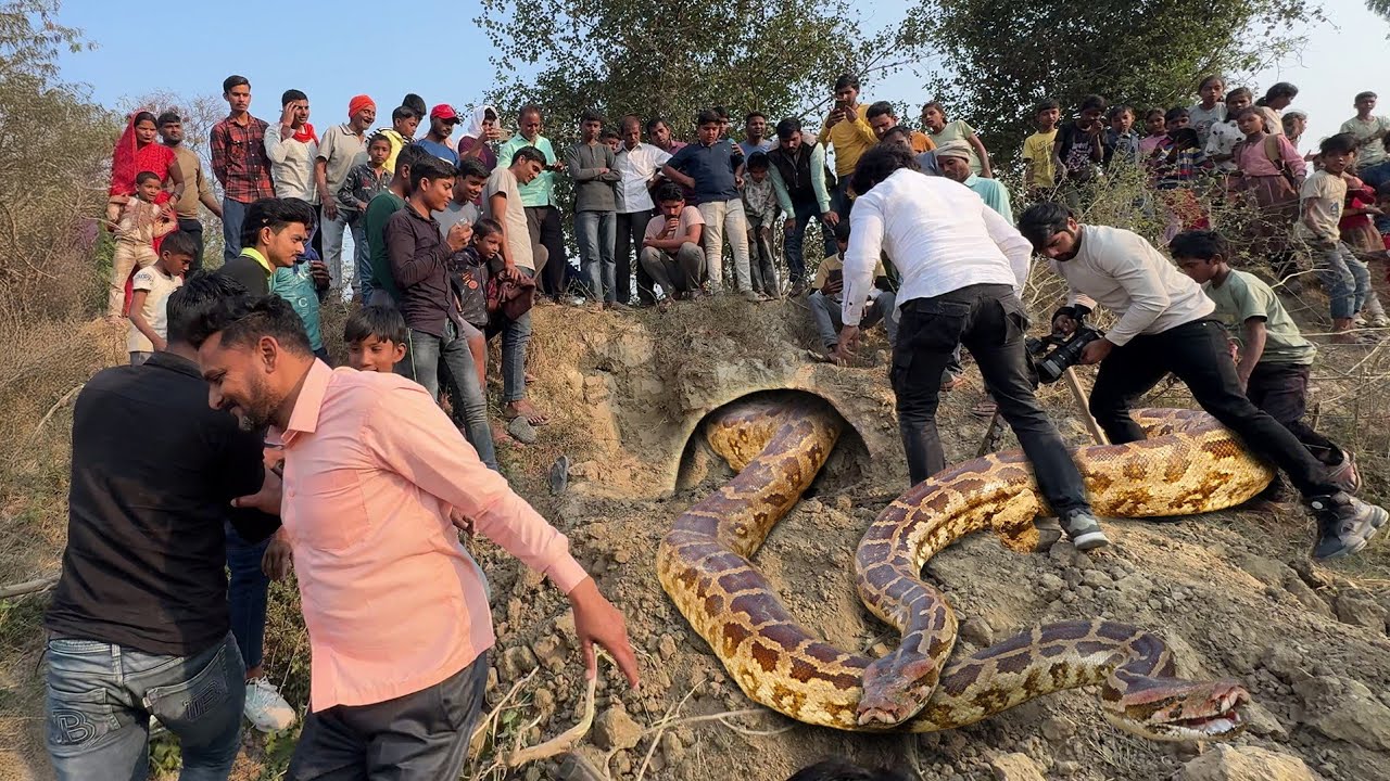 खतरनाक रेस्क्यू, इस पुराने कुलाबे में एक साथ 2 अजगर कैसे पकड़े गए।😱 Dangerous Python  Rescue