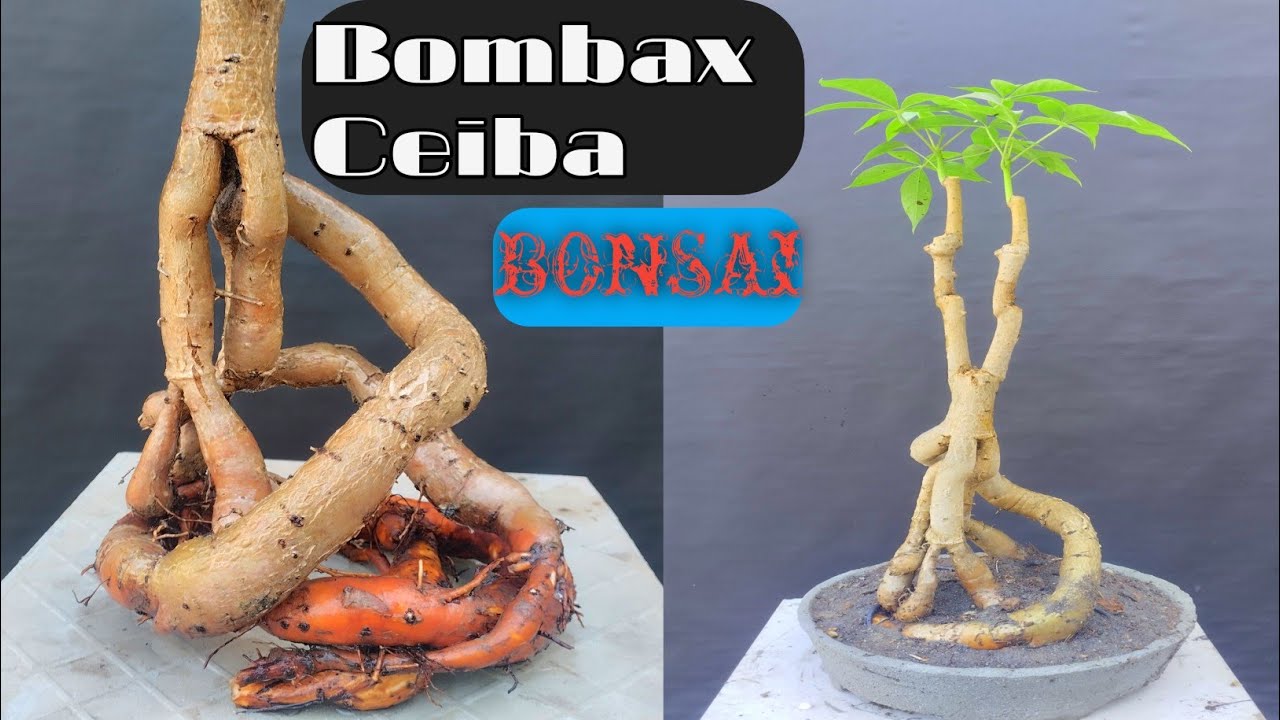 How to make Bombax Ceiba Bonsai&Making pot By cement ? /Shimul Bonsai......