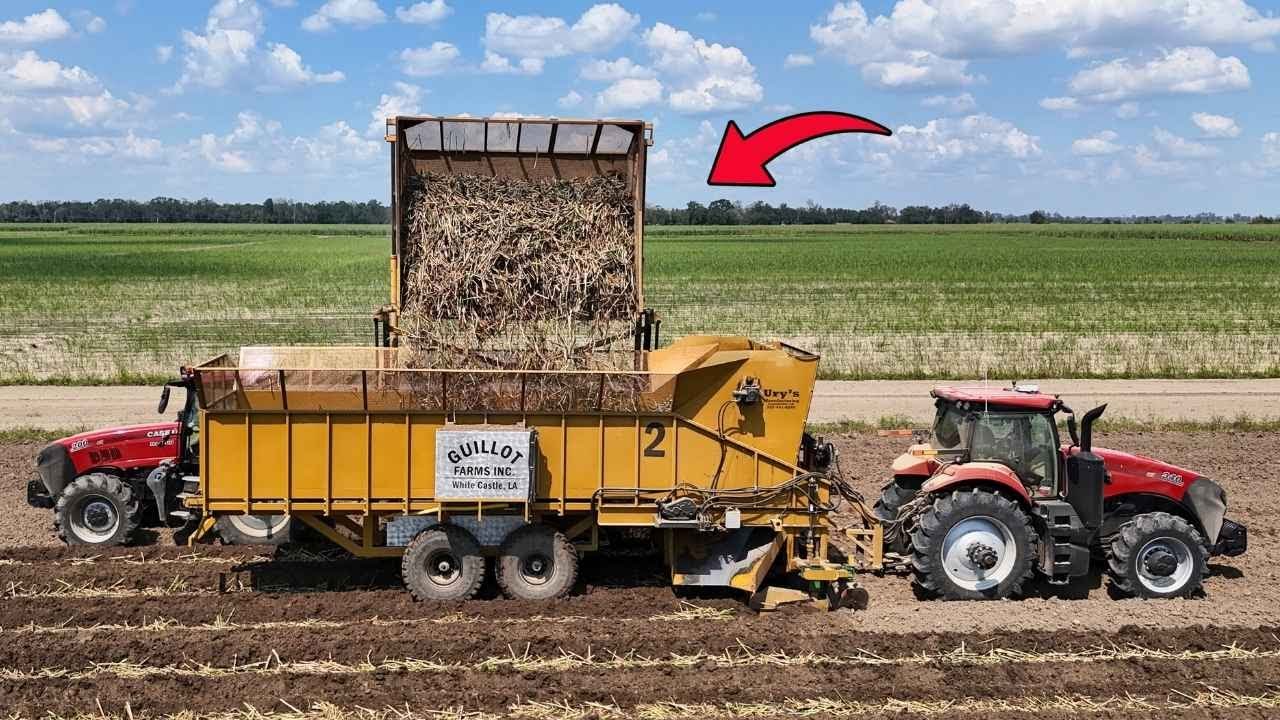 Planting Sugarcane in Louisiana