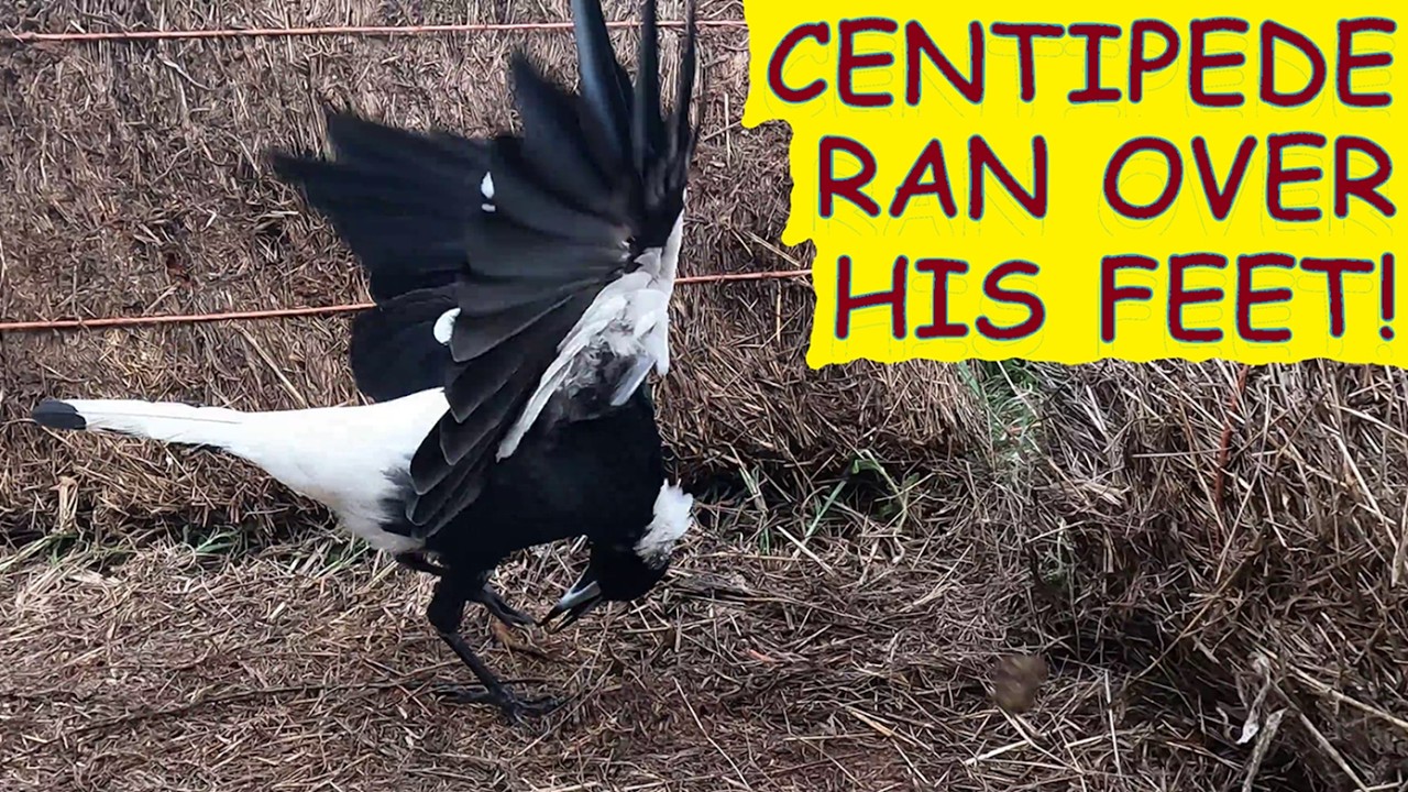 Did they lose a chick?  Four centipedes in four bales but Dad Australian Magpie is depressed