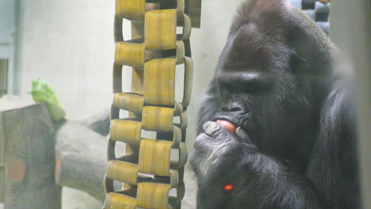 （鬼畜💢千葉よ）千葉市動物公園はタロウとモンタの食事の差をみよ！　日本モンキーセンター　ゴリラ　202512