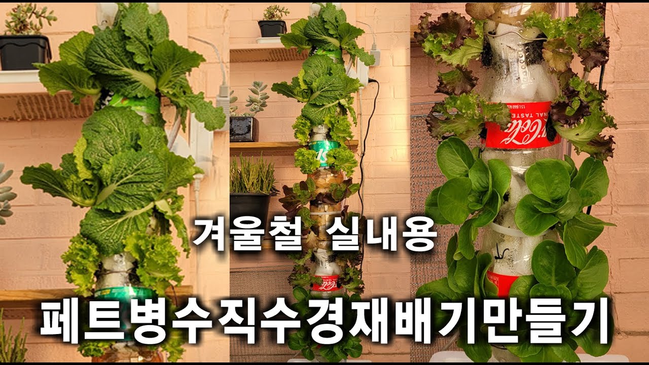 상추키우기 너무 재미있고 쉬워요, 페트병재활용, 수경재배기 만들어 실내 수경재배