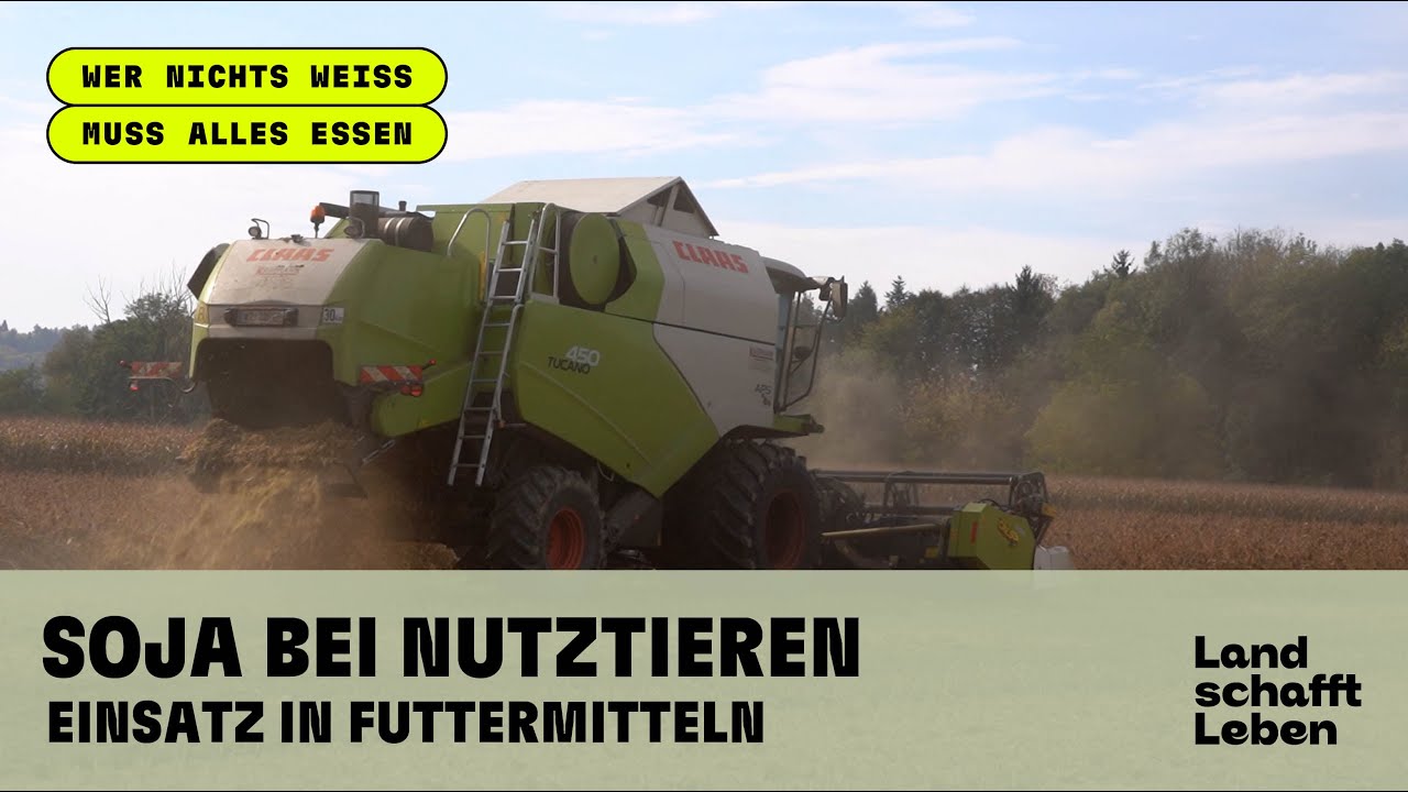 Soja bei Nutztieren – Einsatz in Futtermitteln