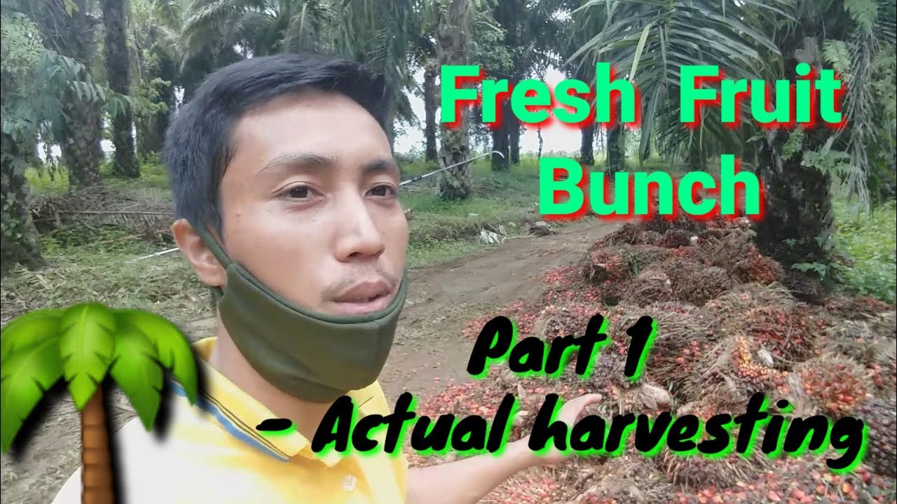 🌴OIL PALM PLANTATION IN BOHOL🏝 PART 1 (HARVESTING)||DONG DENNIS VLOG