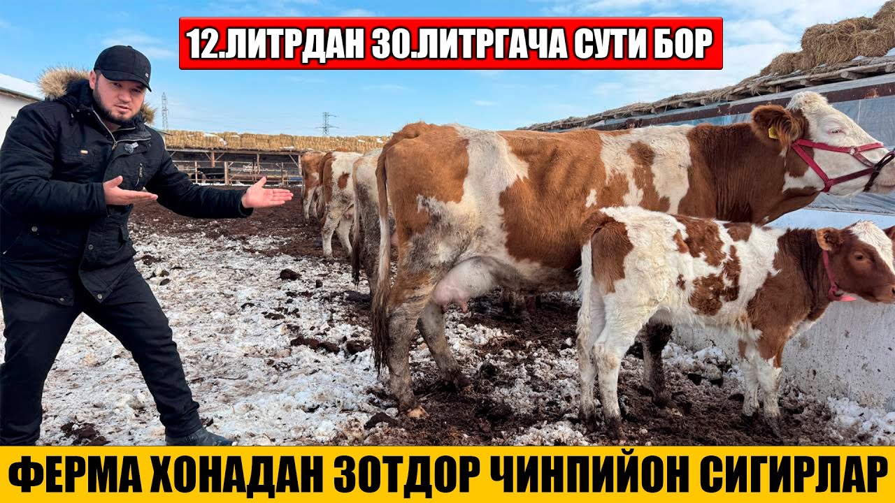 ФЕЕРМА ХОНАДАН ЗОТДОР ОНА БОЛА ВА БУГОЗ СИГИРЛАР