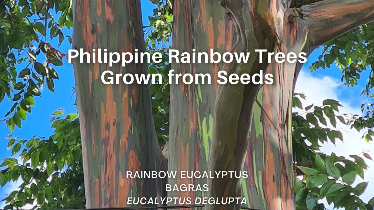 Rainbow Eucalyptus / Bagras Trees Grown From Seeds