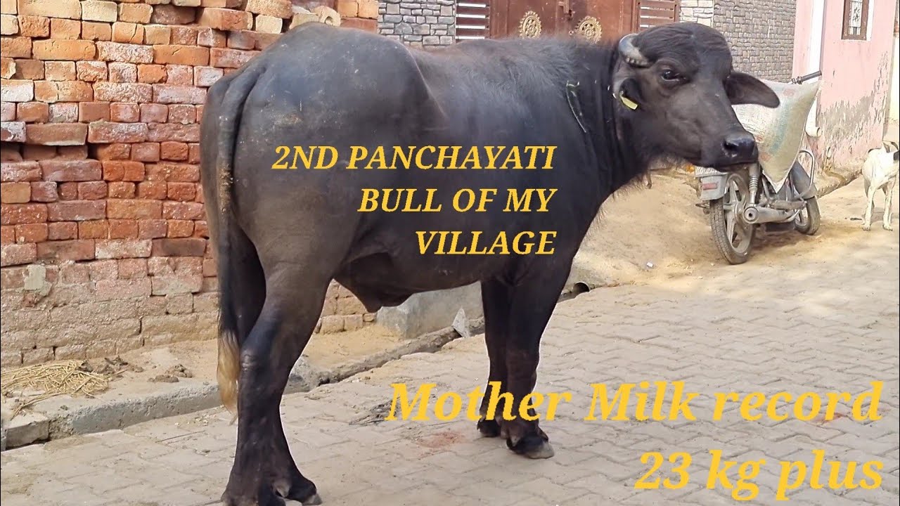 👍2ND PANCHAYATI 👌MURRAH BULL OF👌 MY VILLAGE👍 KHARKARA 👍