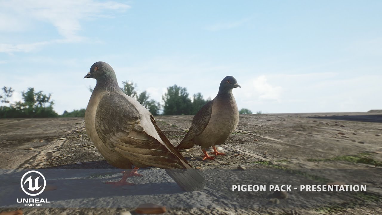Pigeon 3D Model - Unreal Engine - Animations Presentation