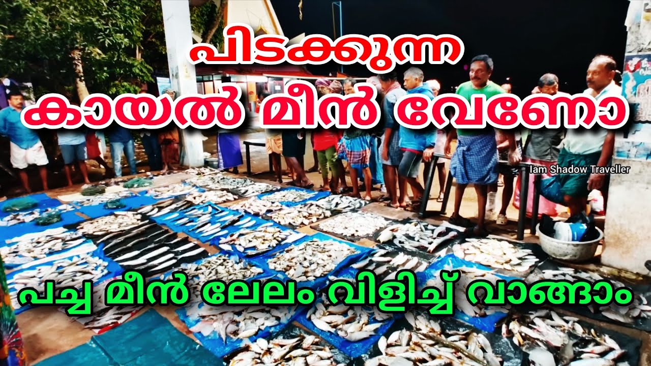 അഷ്ടമുടി കായലിലെ പിടക്കുന്ന കായൽ മീൻ കരിമീനും കണബും sambranikodi fish market kollam 