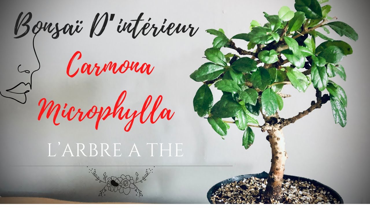 🌳 BONSAÏ CARMONA MICROPHYLLA  De Supermarché 🌳 L’ARBRE À THÉ 👀