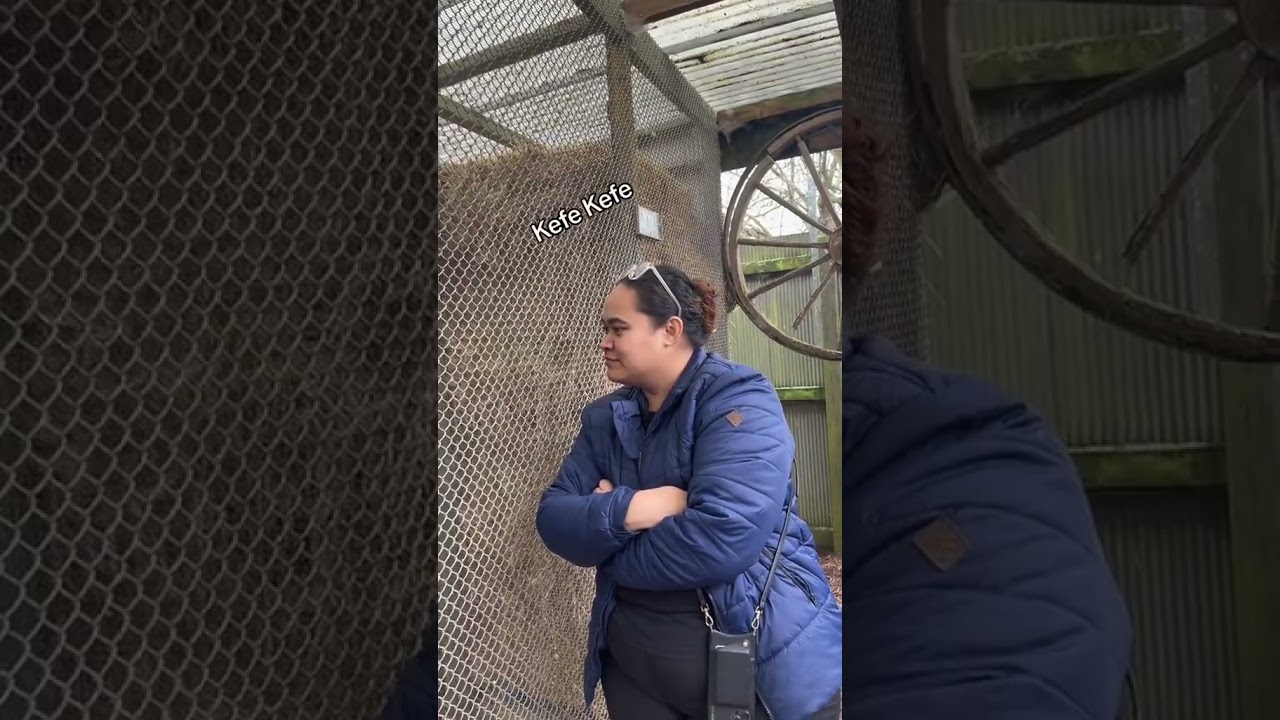 WHEN THE PARROT SPEAKS SAMOAN 😂😂😂 - AL_Squad2020