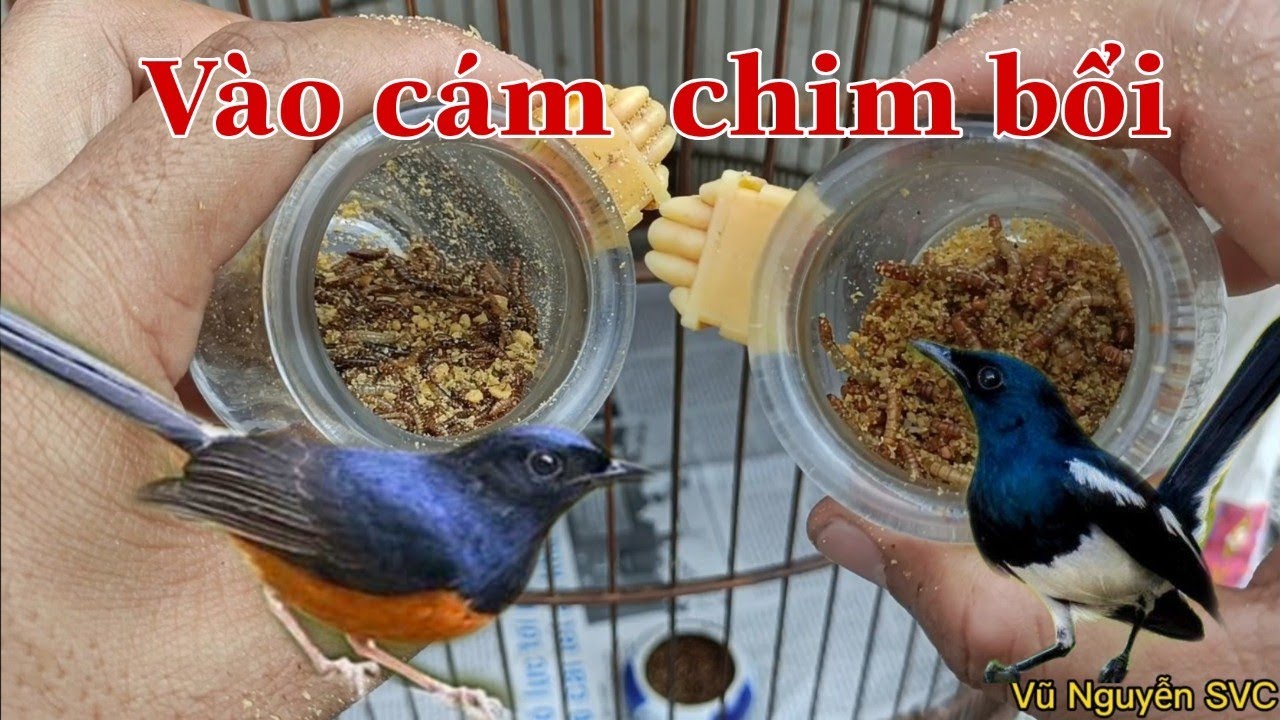 Vào cám cho chích chòe lửa bổi đuôi 21cm. Chia sẻ kinh nghiệm cách vào cám cho dòng chòe.