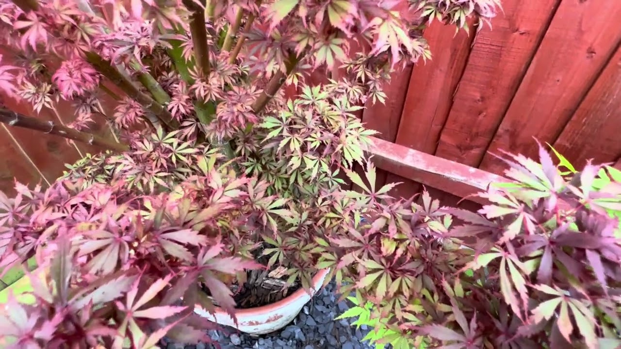 Japanese Maple trees, Acer Jerre Schwartz, beautiful acer with ldense pink leaves an a lovely habit