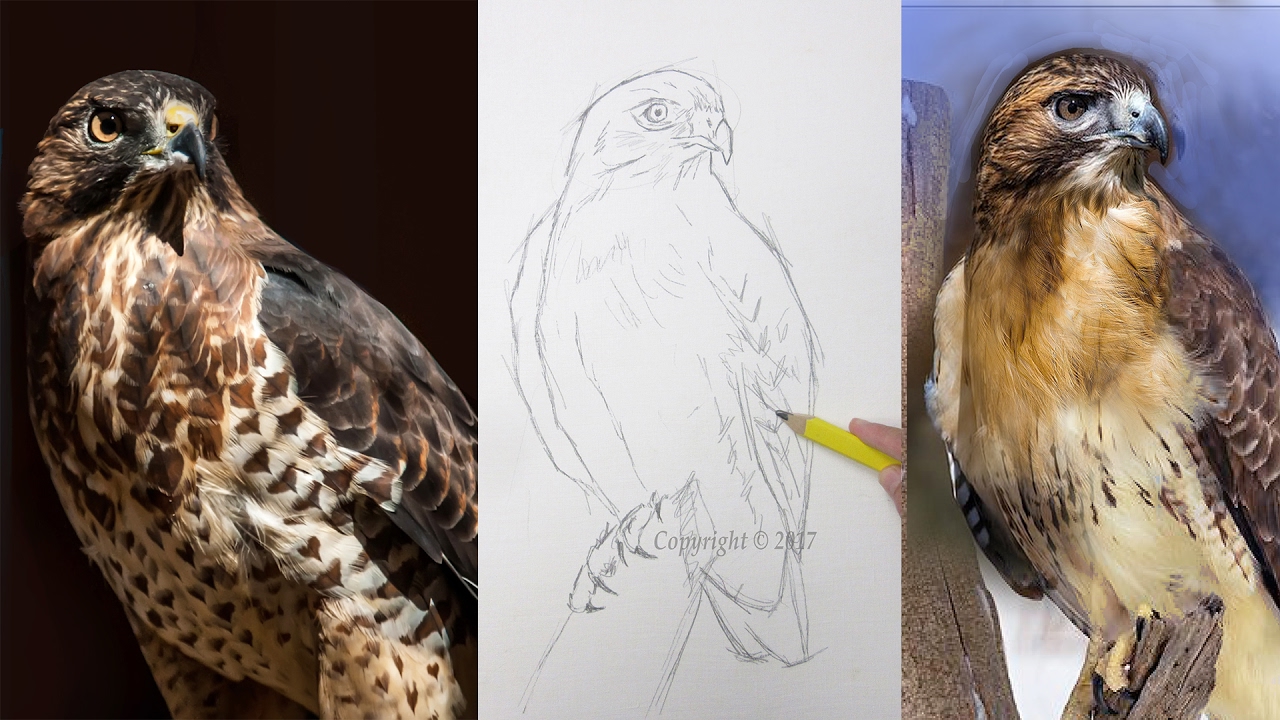 LIVE Painting Red Tail Hawk