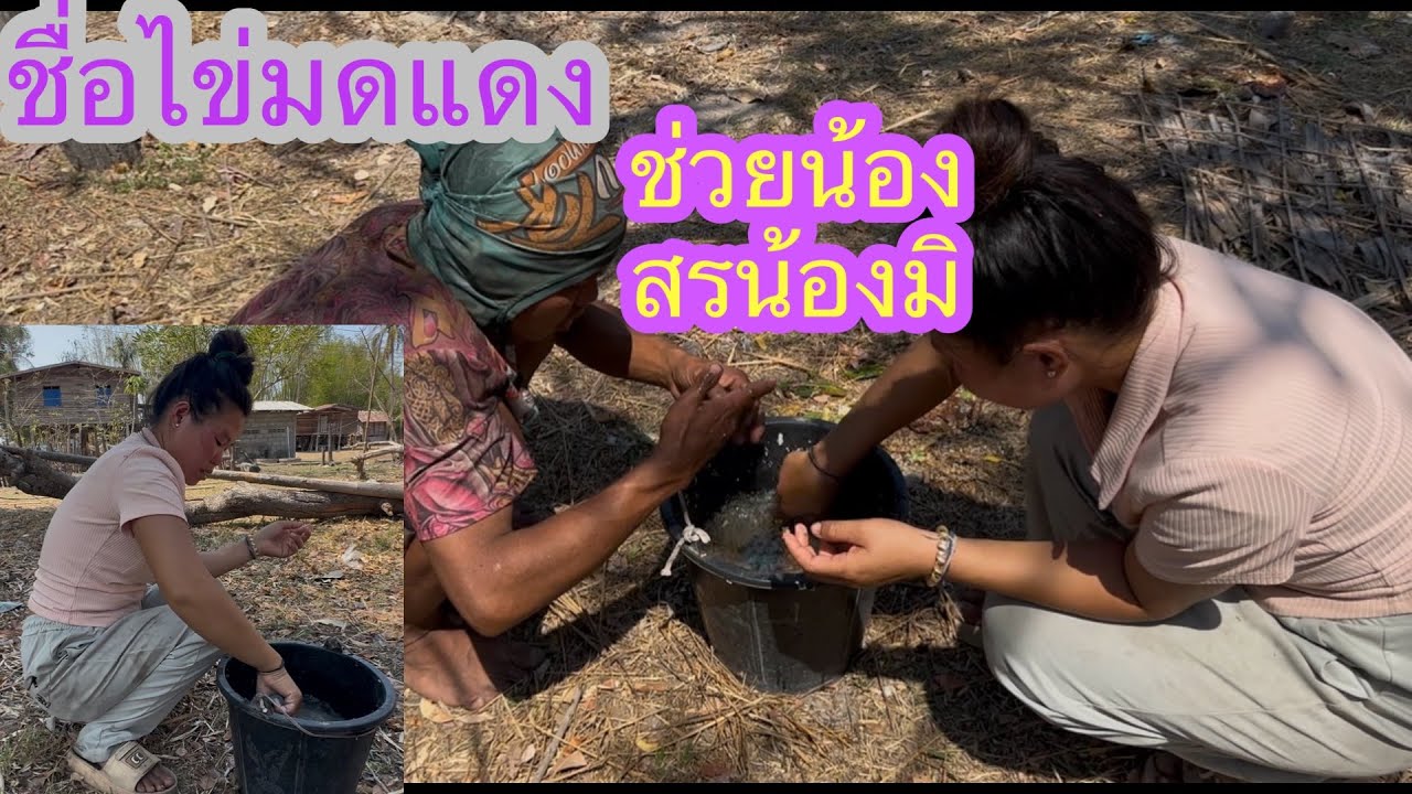 ชื่อไข่มดแดงช่วยน้องมิพอได้ชื้อข้าวกินคนขยัน✌️👍🇱🇦❤️🇹🇭#บ่าวลาวพาเพลิน#21/2/26